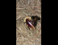3 roaches eat mushroom 