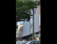 Two monkeys swing hang on electric wires