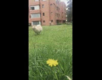 Small pomeranian dog run grass yellow flower
