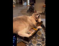 Cat lie down on box chews plastic