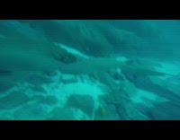 Diver swim underwater surrounded by sharks