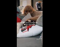 Dog stares at new baby in house