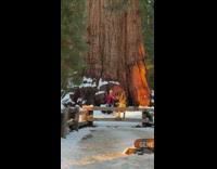 Guy checkered jacket motivational speech large tree 