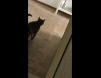 Guy throws nike sandal at black cat eating and scares it away