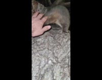 Wild squirrel gets curly fries from filmer