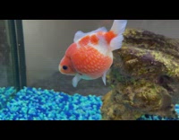 Small Round Goldfish Swims Around in Aquarium