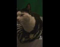 Black and white cat making bread on grey striped blanket