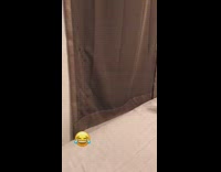 Brown white dog raises paw arm song