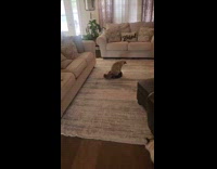 Gray cat ride and sit on roomba