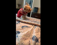 Brown dog rubs butt on bed 