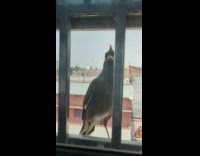 Bird react to own reflection on window