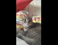 Collab DailyDoseOfInternet - Blind tabby cat on bed tongue out