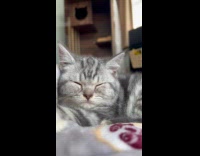 Collab PLC - Face of grey cat sleep eyes closed