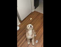scruffy white dog misses popcorn thrown at head