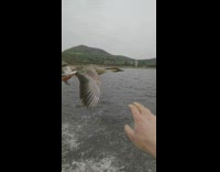 Collab BitchMP - Guy on boat driving between flying birds in unison
