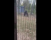 Collab BitchMP - Dog backyard monster weird stray cat