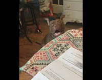 Dog cry whines for bagel