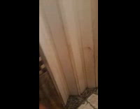 Brown dog forces its way through folded door