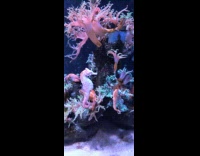 Seahorse got stuck from other seahorse tail