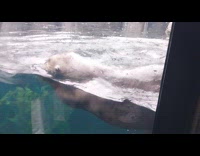 Otter swim and spin beside glass zoo