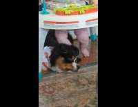 Collab BitchMP - Baby scratching puppys head using foot