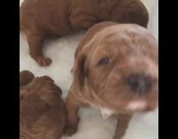 brown puppies in dog bed moving around 