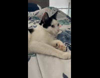 Lady and Cat Meows at One Another