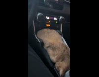 Collab Clips MPUGC - Cat laying face down on center console