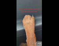 Everyone in car including dog holding onto rail