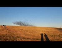 Flock of birds fly on the hill