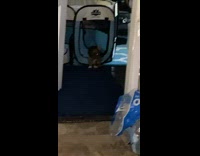 Puppy stay still then run towards guy