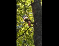 Squirrel climb tree with slice of pizza
