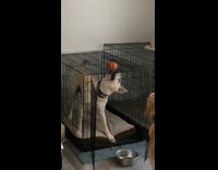 Dog struggles to get toy from inside of crate