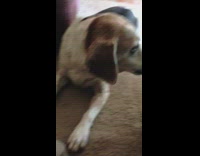 Dog lick and flip over plastic cup