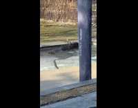 Donkey swims in frozen swimming pool
