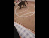 Brown cat chases red laser pointer