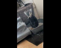 Hilarious Moments of Pet Cat at Home