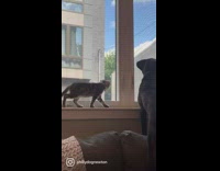 Dog and cat are best of friends pt 2