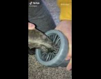 Guy cleans dog paw with cylinder cleaner 