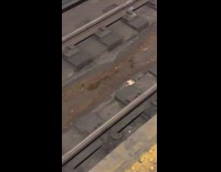 Rat pulling pizza around on train track