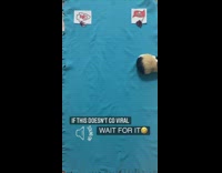 Collab BitchIG2 - Guinea pig chooses wall as superbowl winner