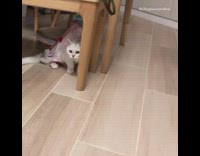 Pink tissue box stuck on white cat 