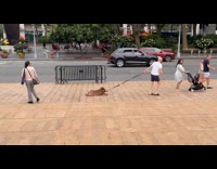 Bald man dragging lazy dog on leash