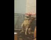 Husky dog sits in black crate barks 