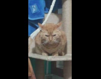 Orange cat on tower look angry stare