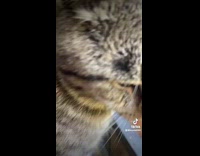 Collab BitchIG2 - Cat sitting by window wears yellow sunglasses 