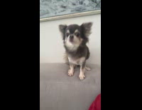 Dog begs for food stands at couch