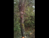 Cherry tree chopped down on the forest