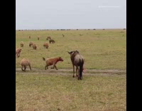 Cheetahs bite wildebeest brown animal with horns  