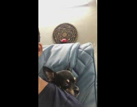 Small dog loves blue massage chair 